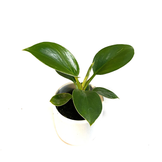 Philodendron birkin Babyplant