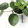 Pilea peperomioides Babyplant
