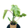 Philodendron squamiferum