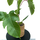Philodendron squamiferum