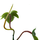 Philodendron squamiferum