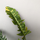 Philodendron variegata narrow Ring of Fire 