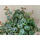 Peperomia prostrata