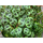 Peperomia prostrata