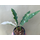 Philodendron Ring Of Fire Ableger