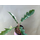 Philodendron Ring Of Fire Cutting