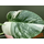 Monstera deliciosa variegata Cutting