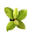 Philodendron Moonlight