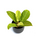 Philodendron Moonlight