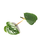 Philodendron ornatum - Ableger
