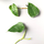 Philodendron ornatum - Ableger