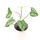 Philodendron mamei
