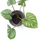 Philodendron mamei