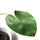 Philodendron rugosum L