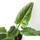 Philodendron subhastatum