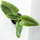 Philodendron subhastatum