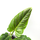 Philodendron subhastatum