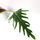 Philodendron elegans