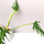 Philodendron elegans