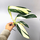 Philodendron standleyana white variegated Cutting