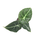 Alocasia Black Velvet Babyplant