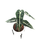Alocasia Polly