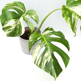 Monstera  deliciosa variegata - Mutterpflanze