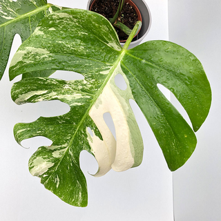 Monstera  deliciosa variegata - Mutterpflanze