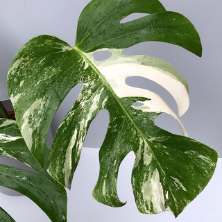 Monstera  deliciosa variegata - Mutterpflanze