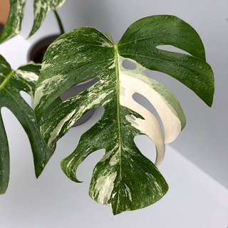 Monstera  deliciosa variegata - Mutterpflanze