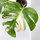 Monstera variegata Motherplant