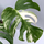 Monstera variegata Motherplant
