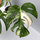 Monstera variegata Motherplant