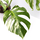 Monstera variegata Motherplant