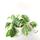 Philodendron scandens Brasil XL