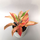 Aglaonema Pink Panther