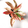 Aglaonema Pink Panther