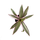 Tradescantia Purple Flame