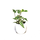 Ficus Benjamina Samantha Babyplant