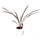 Cordyline Red Star
