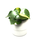Peperomia Polybotrya  variegata( raindrop)