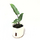 Alocasia Lauterbachiana