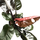 Philodendron Black Cardinal