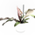 Philodendron Black Cardinal
