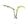 Philodendron mayoi Cutting/Ableger