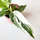 Philodendron White Princess Babyplant