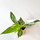 Philodendron White Princess Babyplant