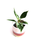Philodendron White Princess