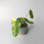 Philodendron Burle Marx Variegata Cutting rarity