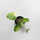Philodendron Burle Marx Variegata Cutting rarity